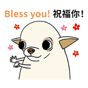 Chihuahuas are good family pets 26