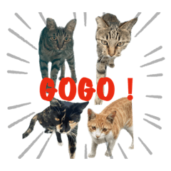 四隻小貓的生活日常2.0