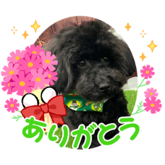 yukaDOG10