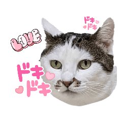 TAROHANA_20230218145656