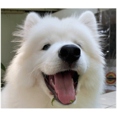 Beloved samoyed mood