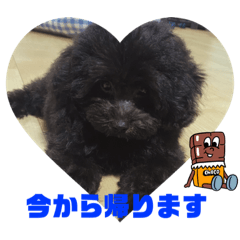 yukaDOG11