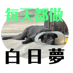 可愛肉粿3.0 feat.小不點