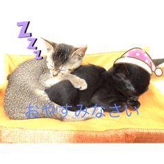 Cat family_20230218201730