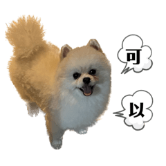 可愛肥仔包
