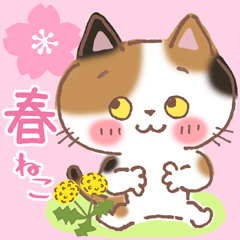 Calico Cat MIKE chan in Spring