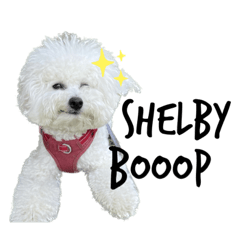 Shelby booop