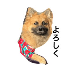 Tanuki_20230220094917