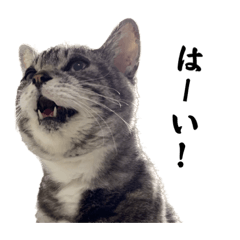 stamp that the cat talks 2