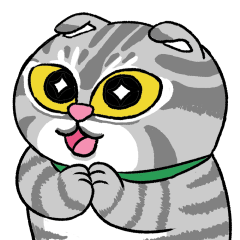 Cute Scottish Fold cat "Mi-chan" Vol.1