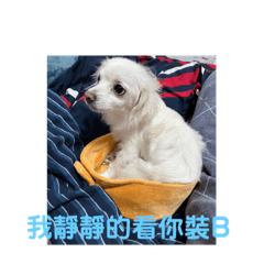 毛小孩饅頭可愛照片貼圖