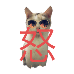 wagayanoiyashikeineko