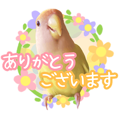 Agapornis roseicollis Pii