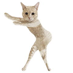 踊る猫　コムギ姫
