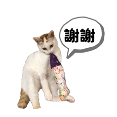 可愛貓咪貼圖：）