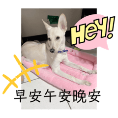 可愛的多多❤️