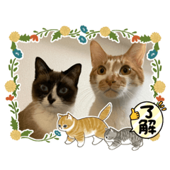 misa_20230220194649