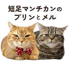 Cat munchkin Purin and Meru