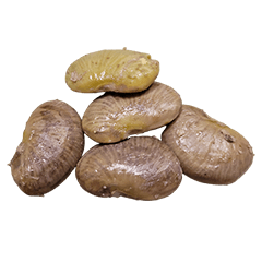 Food Series : Grandpa's Lima Bean #3