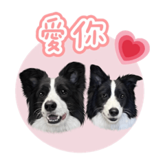 邊境牧羊犬-妹波&吉