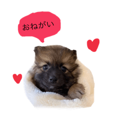 Tanuki_20230221200538