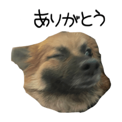 Tanuki_20230221180441