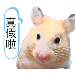 薯泥第二彈