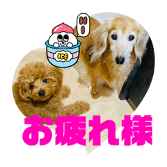yukaDOG12