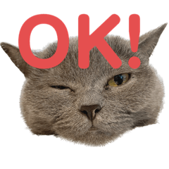 猫とたぬき猫。
