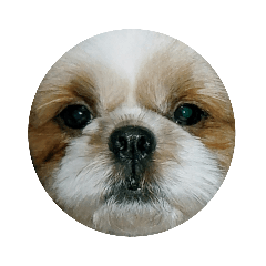 Shih Tzu(koro)