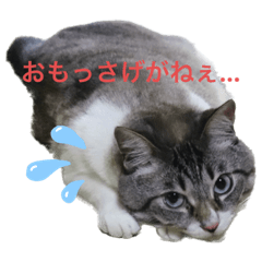 KU-SHIMA2