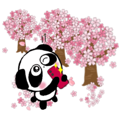 Pretty PANDA Pchan Cherry blossom