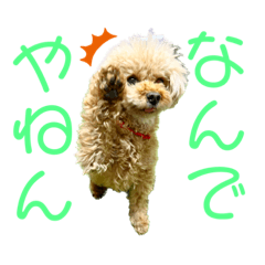 Toy poodle Sakura's daily life 2
