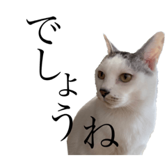 ふじぽぽみつお3