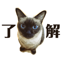 猫のこまち＆げんまのスタンプ