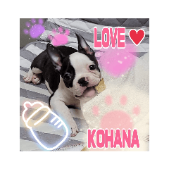 BOSTON TERRIER&nbsp; &nbsp; KOHANA