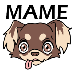 MAME the drooping-ear chihuahua