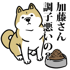 加藤リスペクト（プラチナ）