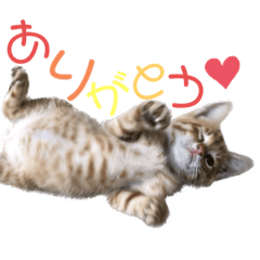 Shiho_20230223143549