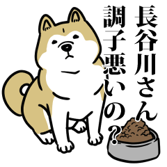 長谷川リスペクト（プラチナ）