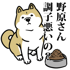 野原リスペクト（プラチナ）