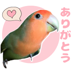 可愛いコザクラインコ サクちゃんスタンプ - LINE スタンプ | LINE STORE 可愛いコザクラインコ サクちゃんスタンプ - LINE スタンプ | LINE STORE