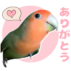 cute little bird saku