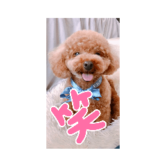 nao_20230225073528daisy