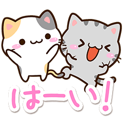 小さい三毛猫×小さいアメショ