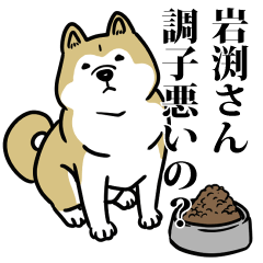 岩渕リスペクト（プラチナ）