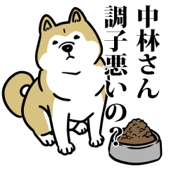 中林リスペクト（プラチナ）