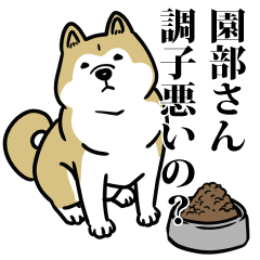 園部リスペクト（プラチナ）
