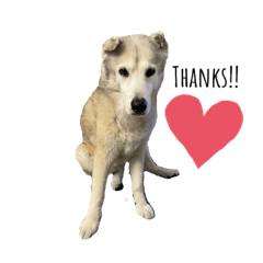 Brillow & her kitties