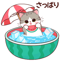 Meetung Cat Summer V. Japan
